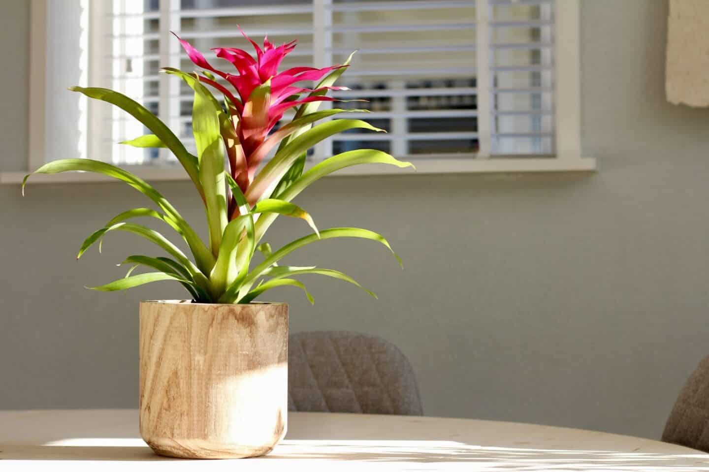 Bring Spring Into Your Home