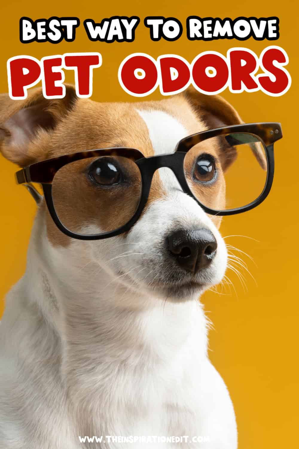 best way to remove pet odors