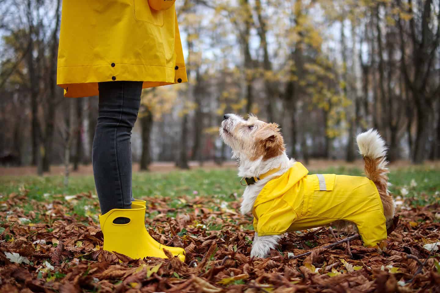 best way to remove pet odors