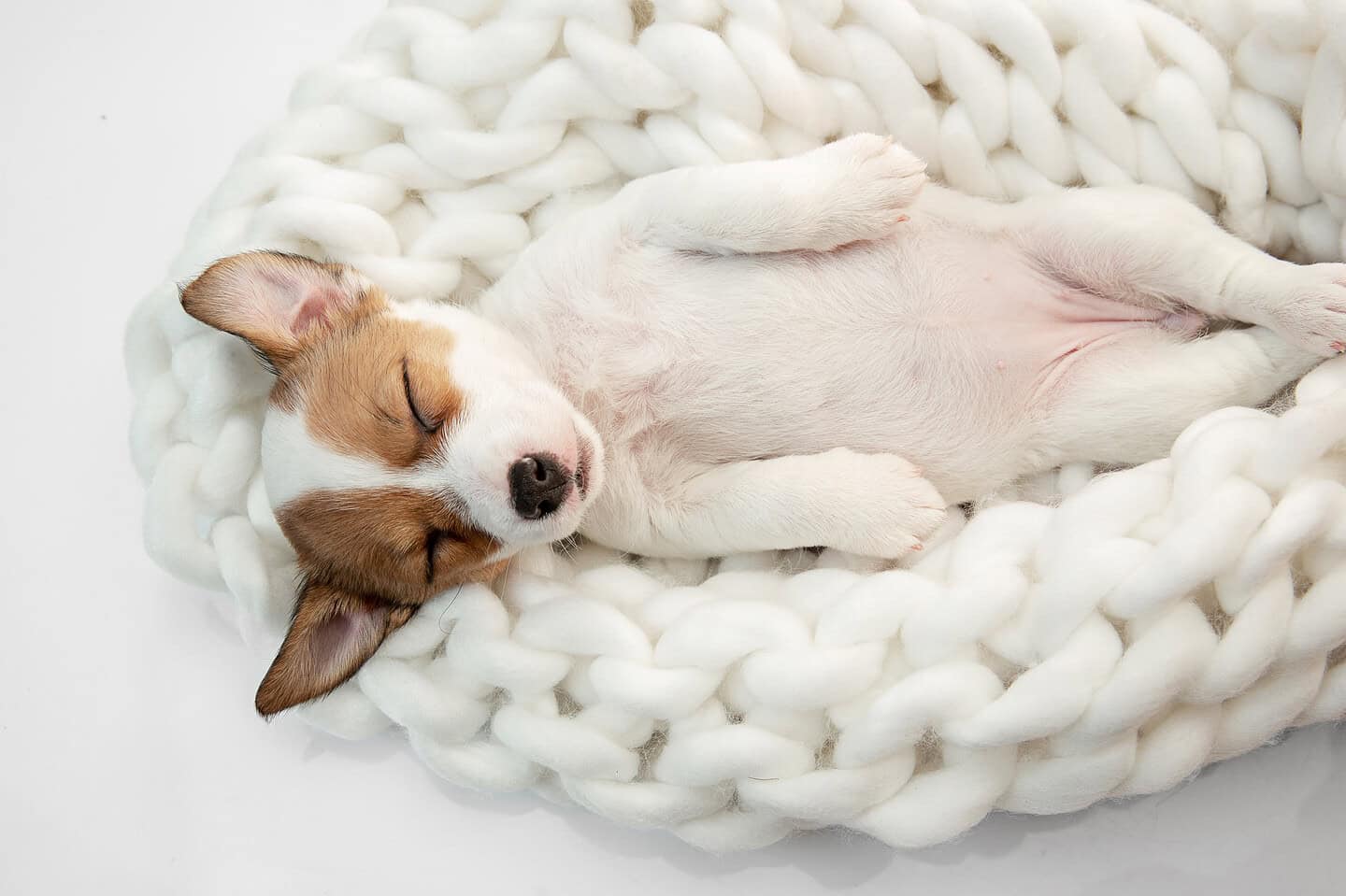 best way to remove pet odors