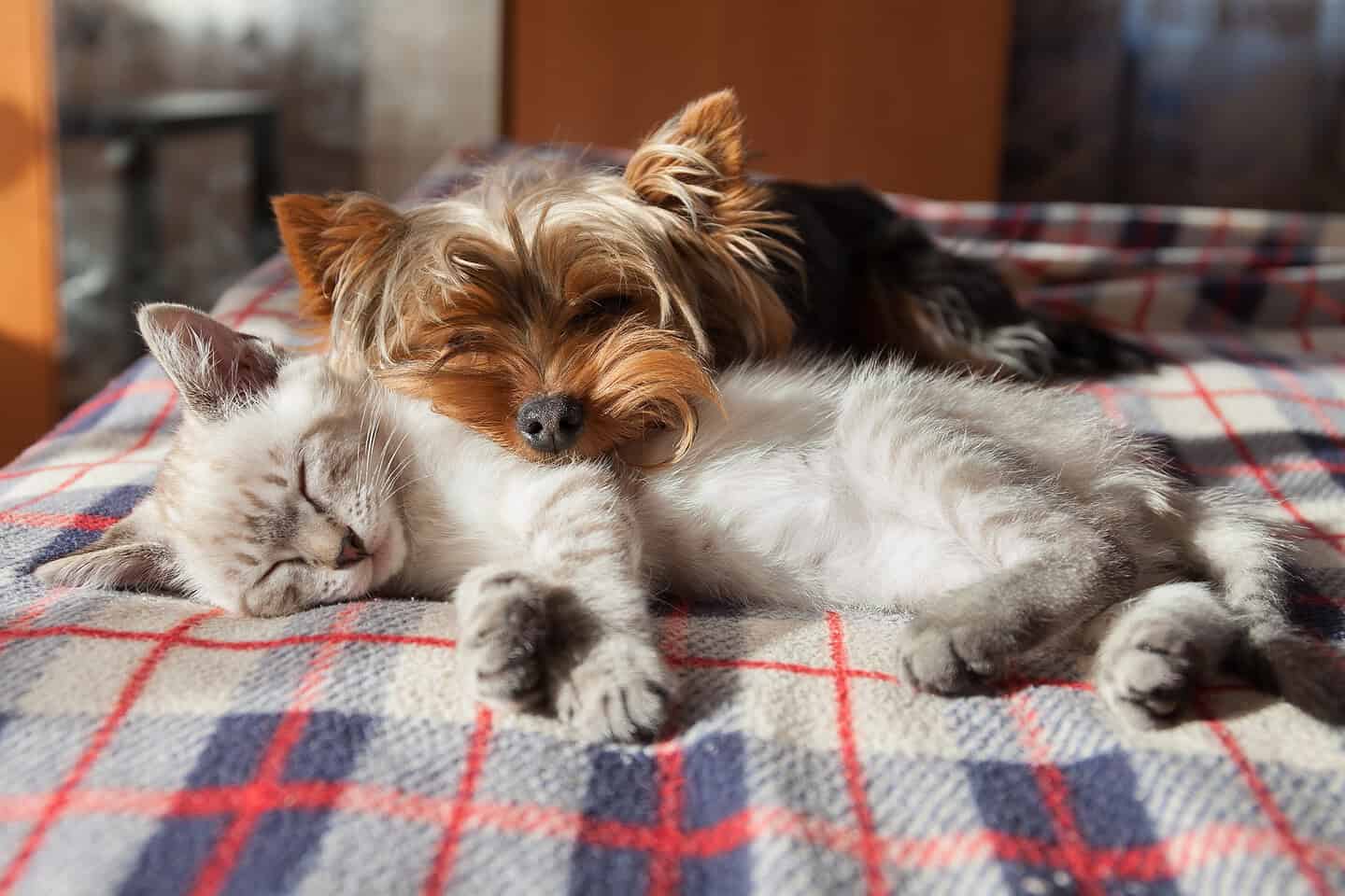 best way to remove pet odors