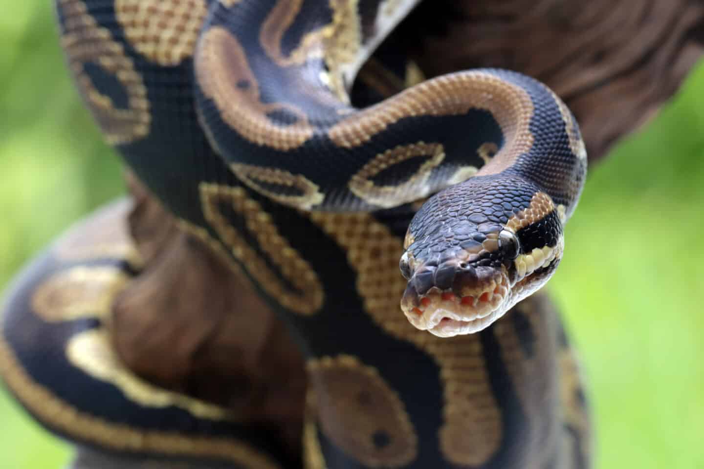 Ball Python.