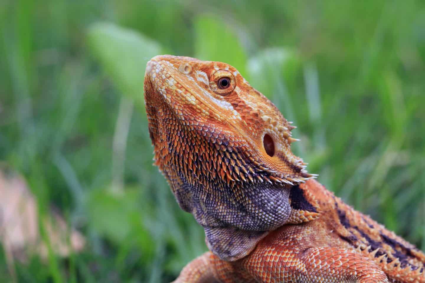 Bearded Dragon Lizard.