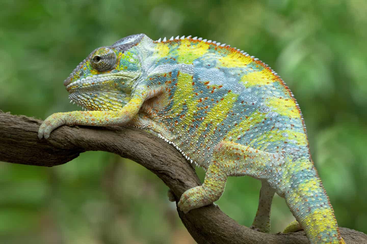 Chameleon.