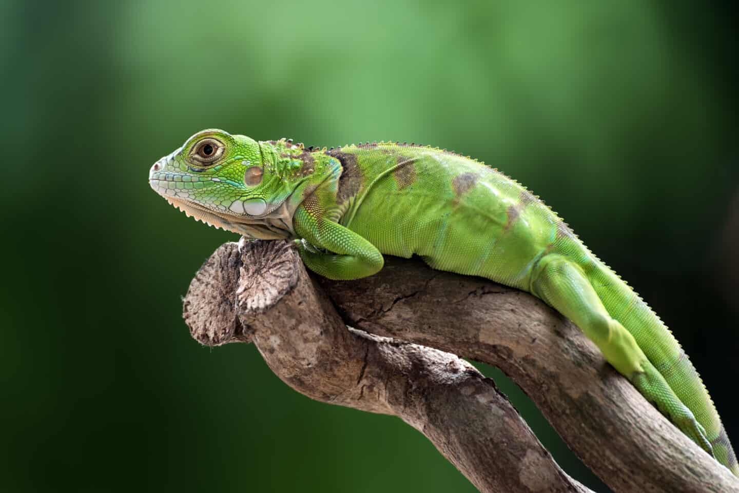 Green Iguana on Top of a Tree Branch.