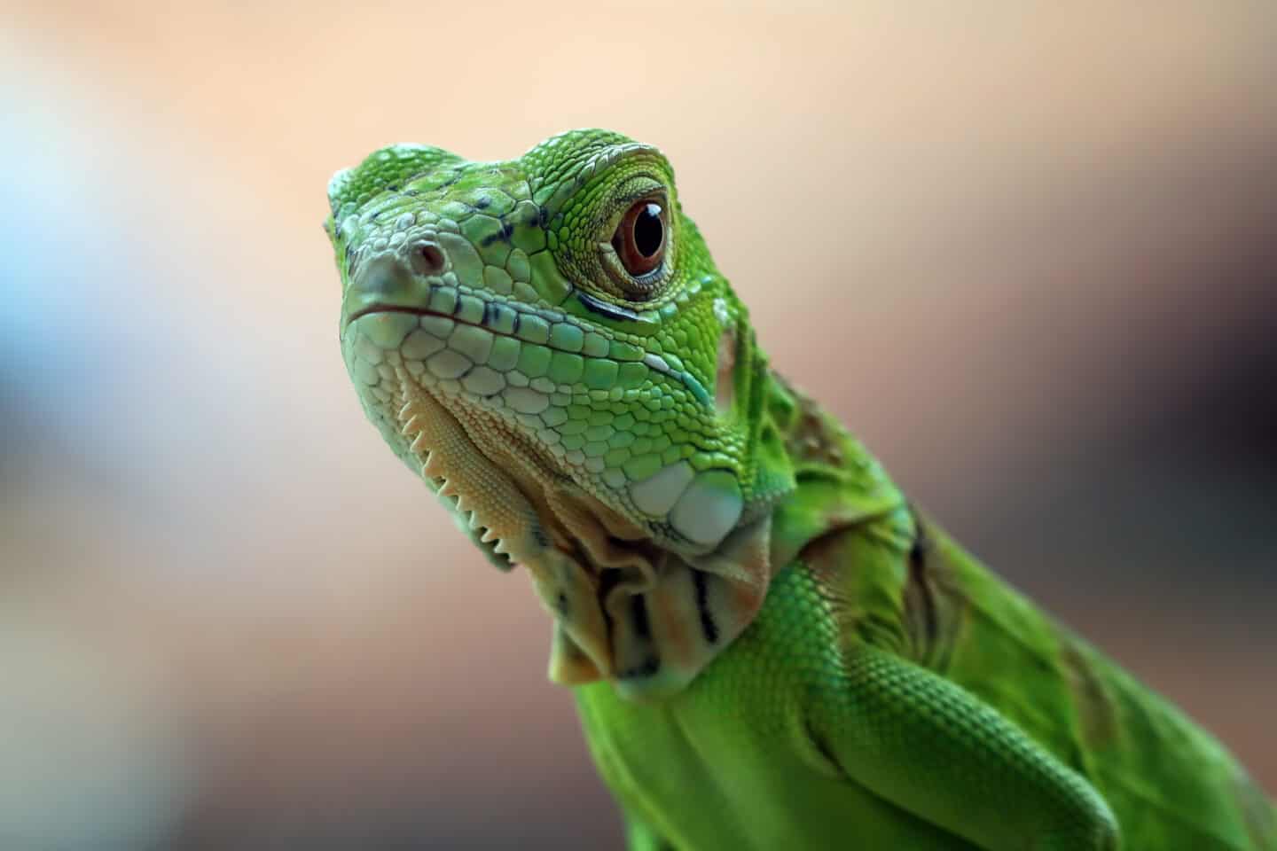 Green Iguana.