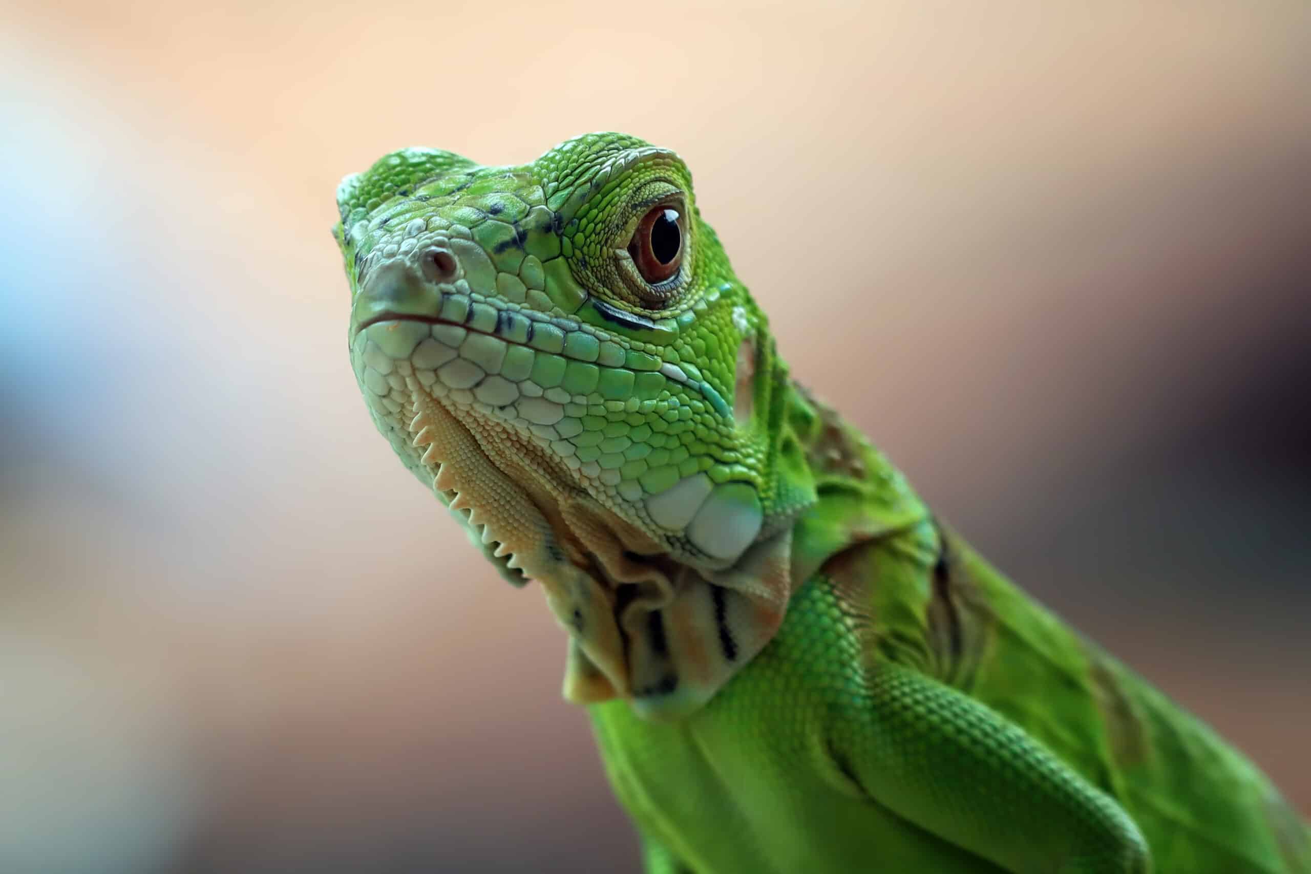 11 Best Reptile Pets for Kids · The Inspiration Edit
