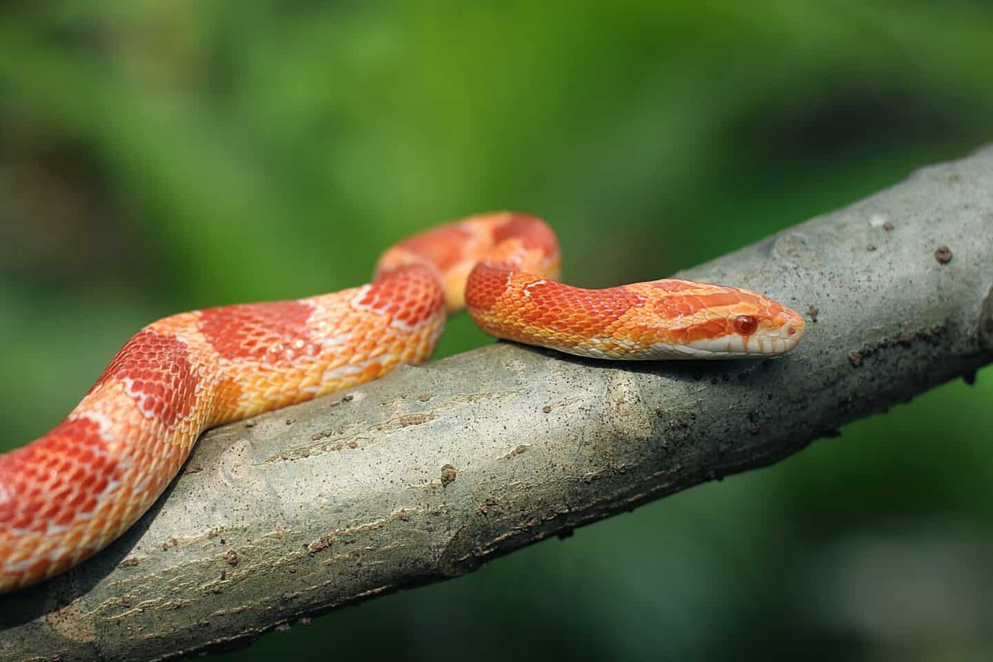 Corn Snake.