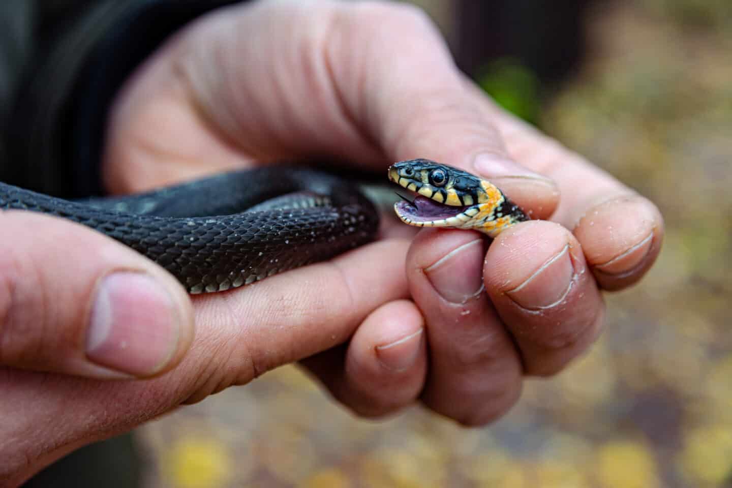 Garter Snakes.
