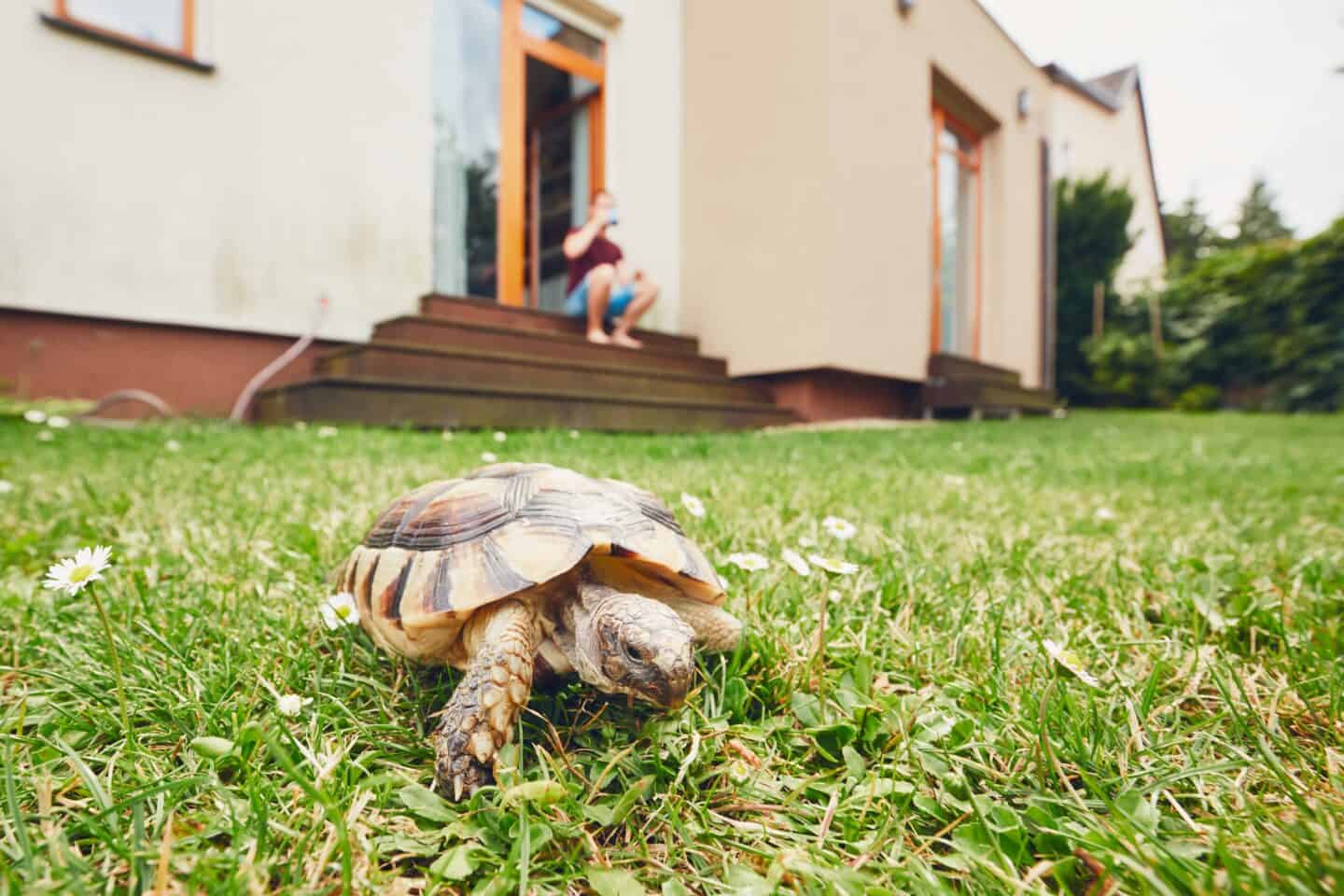 Russian Tortoise Crawling Through the Green Grass.