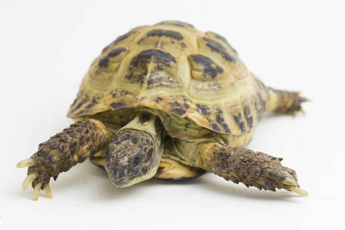 Russian Tortoise.