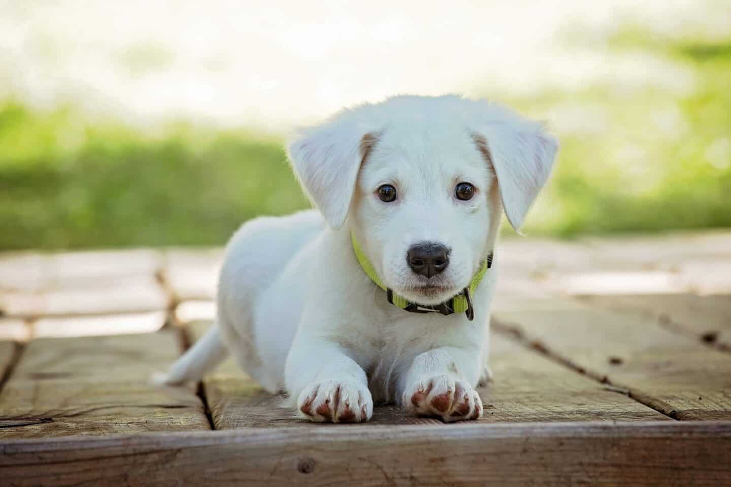 Look After Your Dog | choosing the right puppy