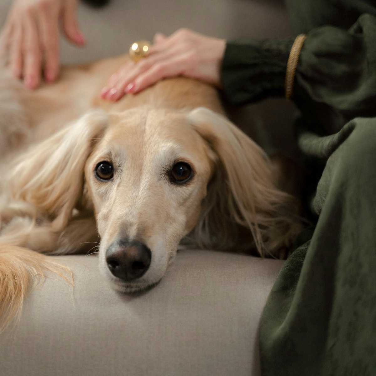 How to Make an Arthritic Dog More Comfortable at Home | The Inspiration ...