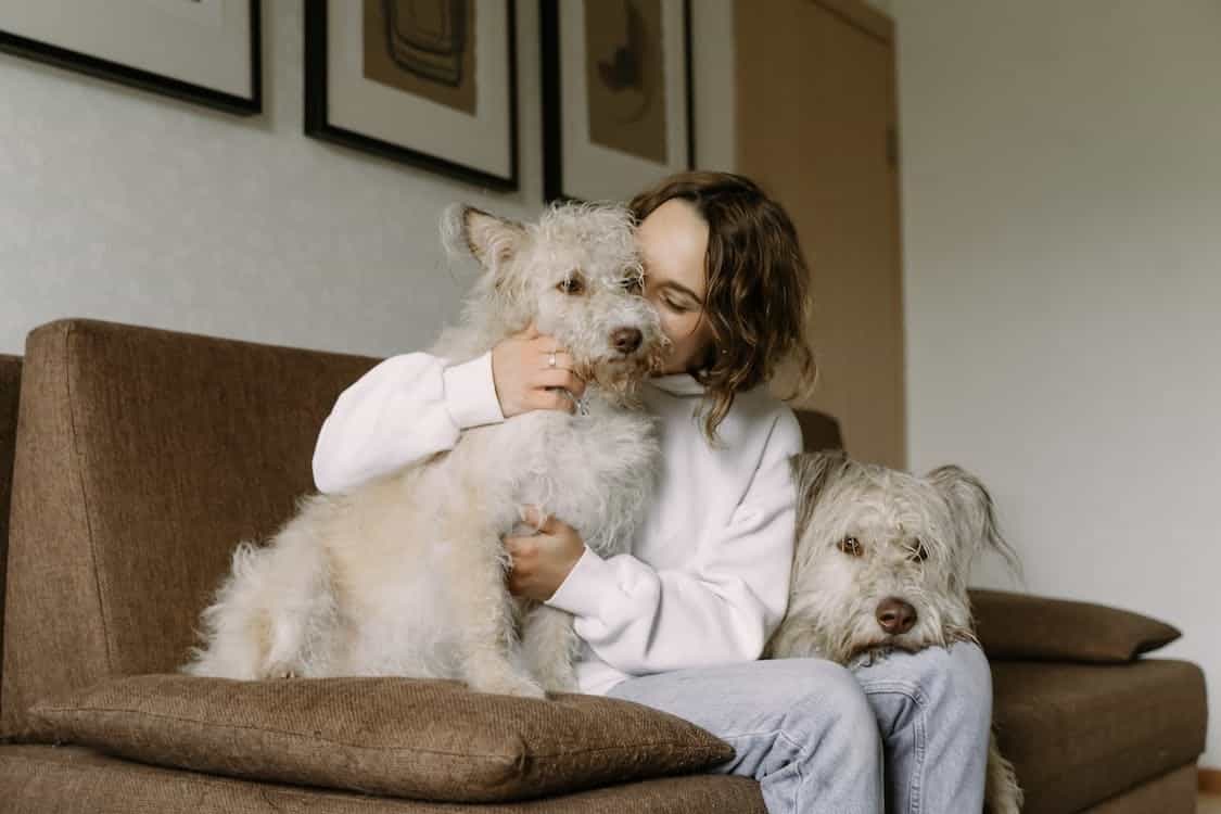 Take Great Care Of Your Pet. | Traveling With Pets