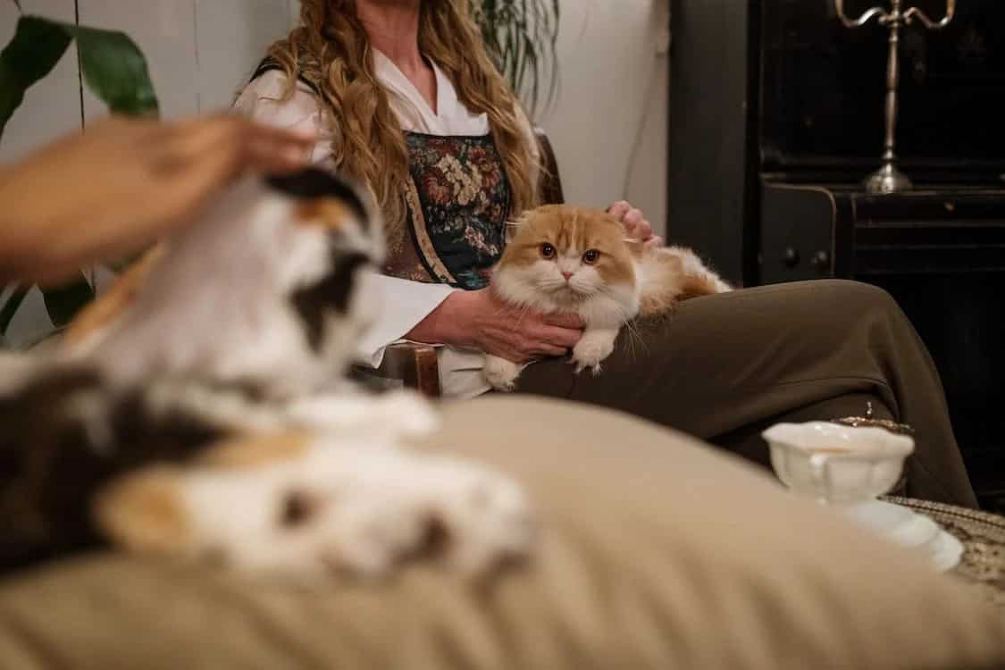 Take Great Care Of Your Pet