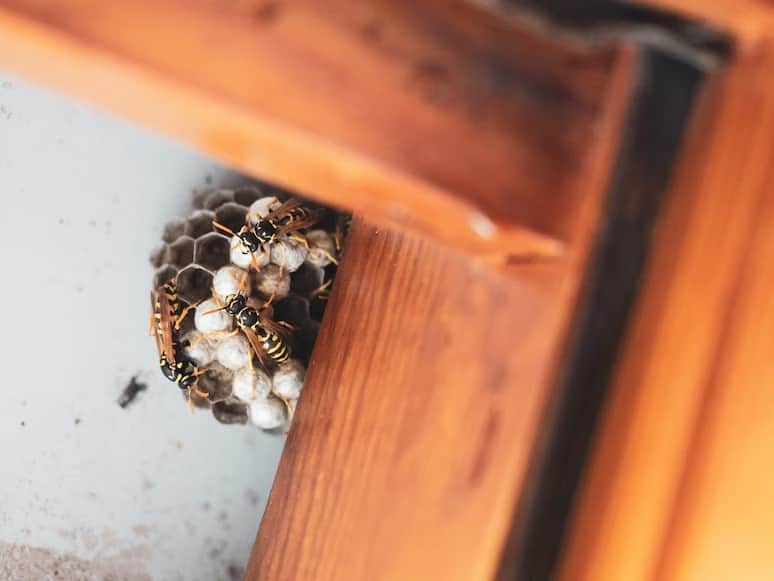 Potential Pest Problems