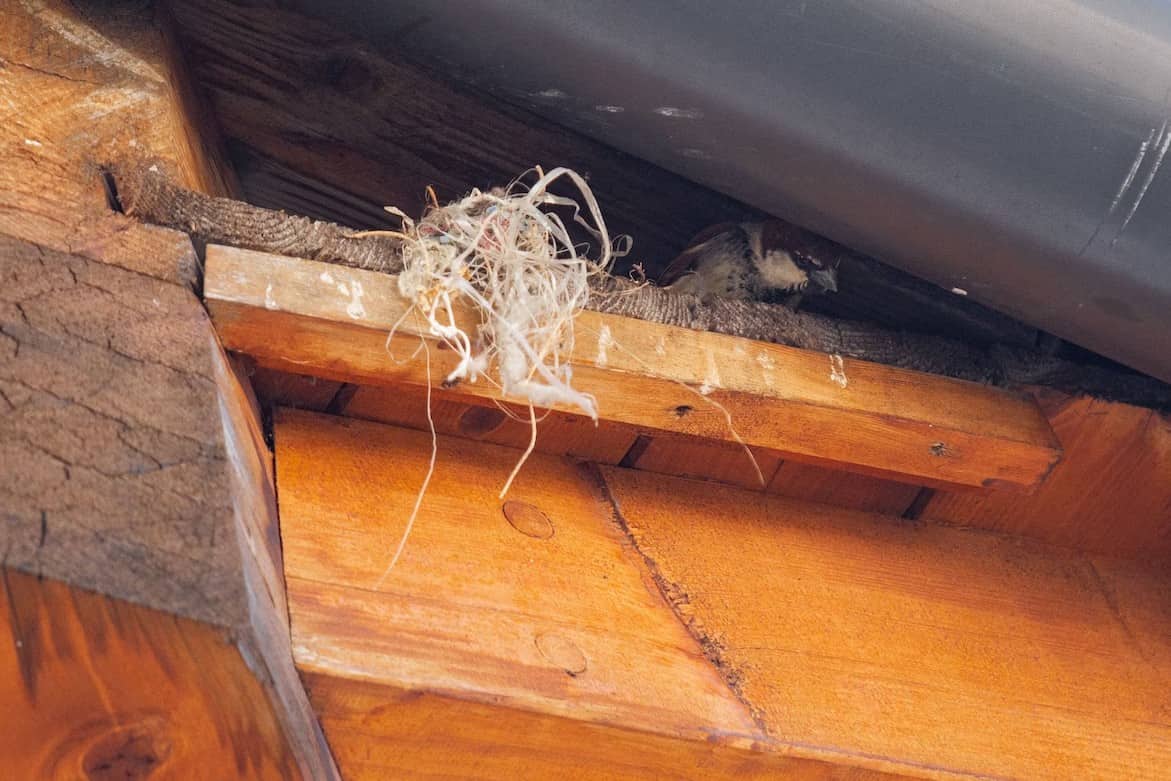 Potential Pest Problems