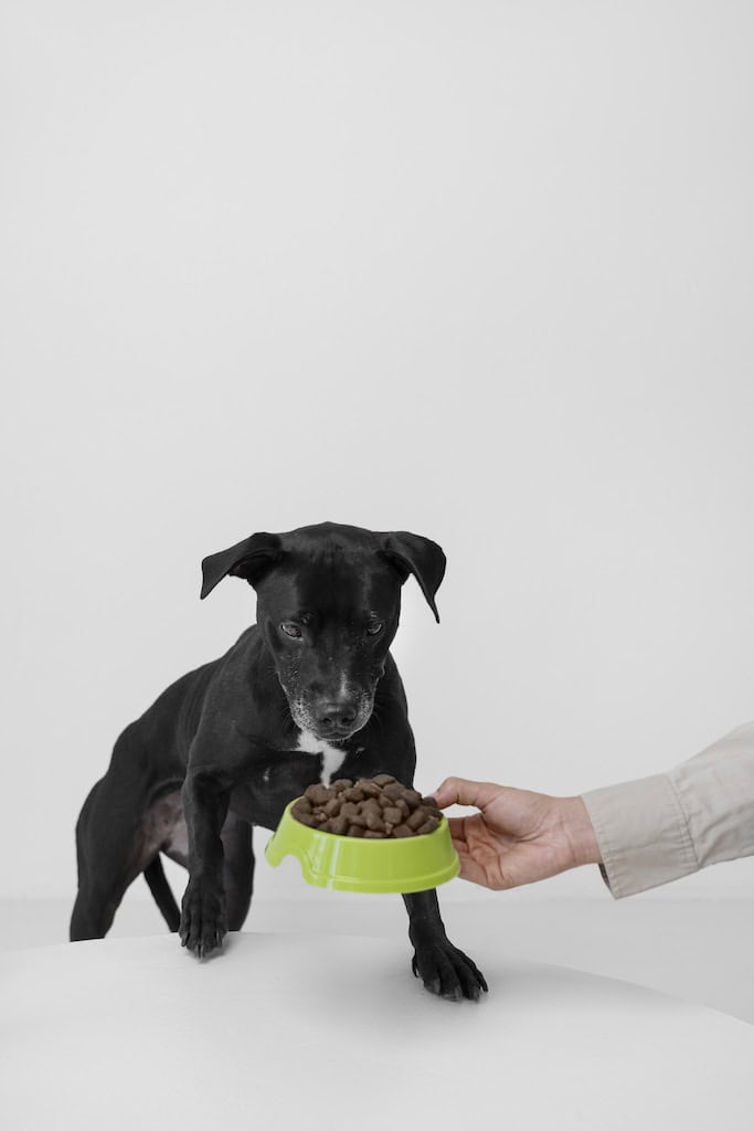Dog Expert Insights and Practical Advice