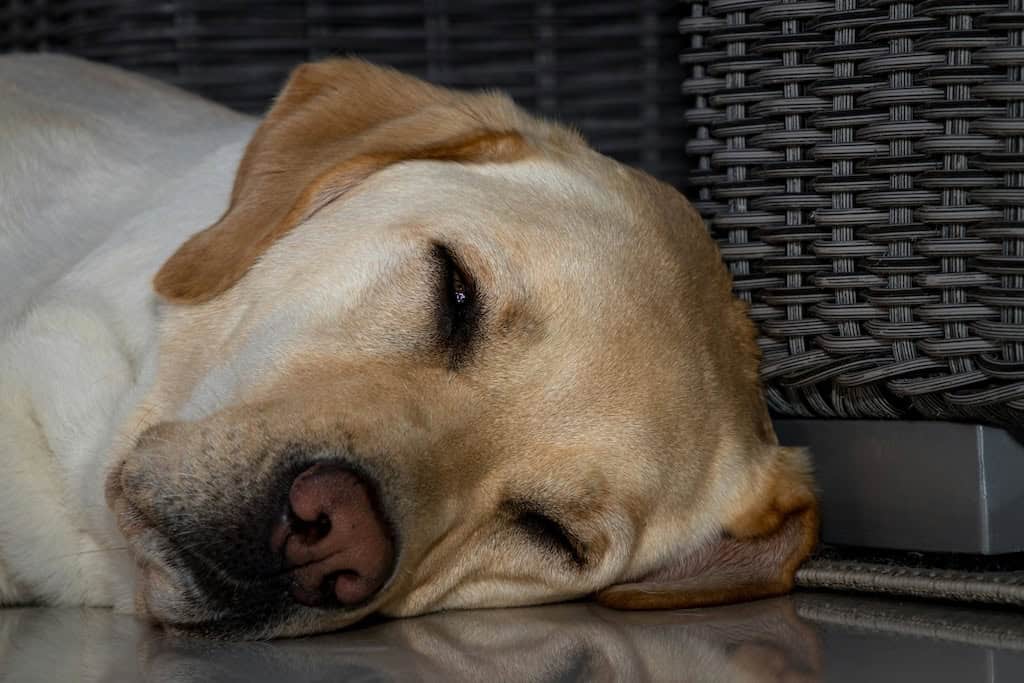 Large Dogs Are Prone to Joint Problems.