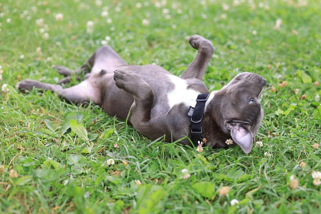 Large Dogs Are Prone to Joint Problems.