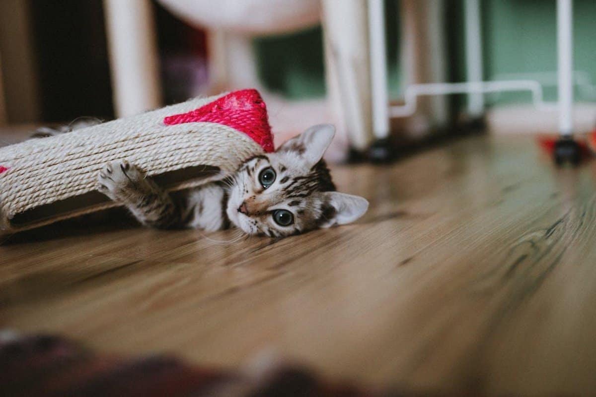 Finding Pet-Friendly Housing.