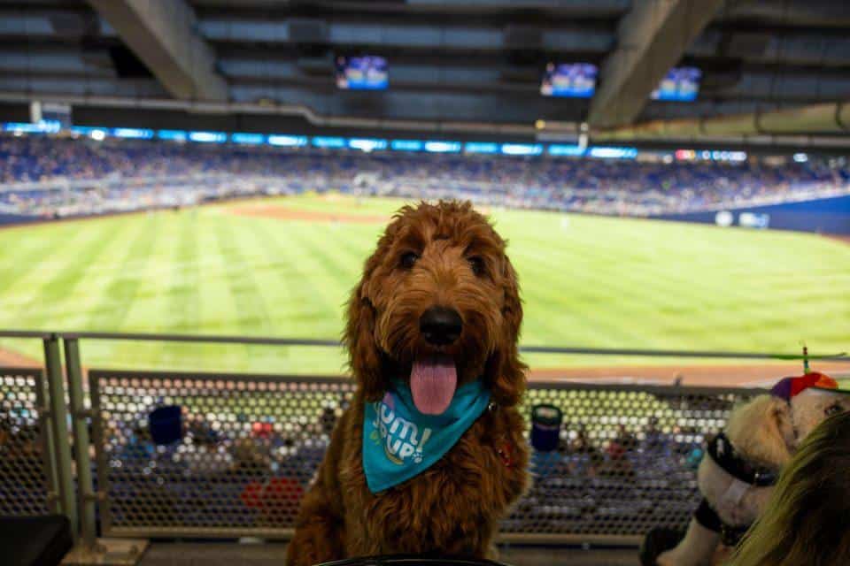 Take Your Dog to the Ballgame.