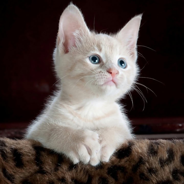 raising your cat.