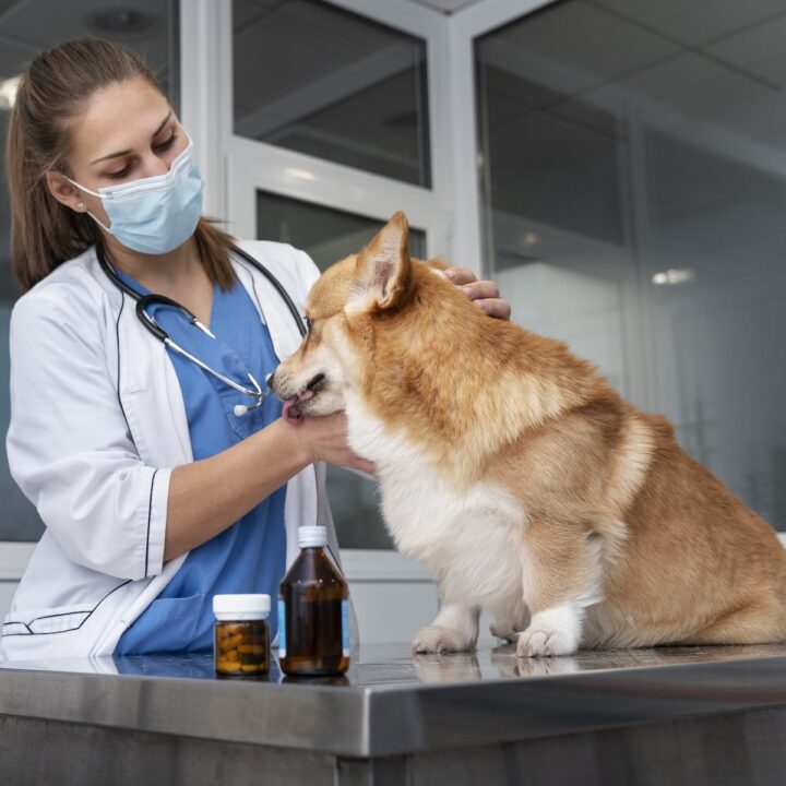 Pain Relief For Pets.