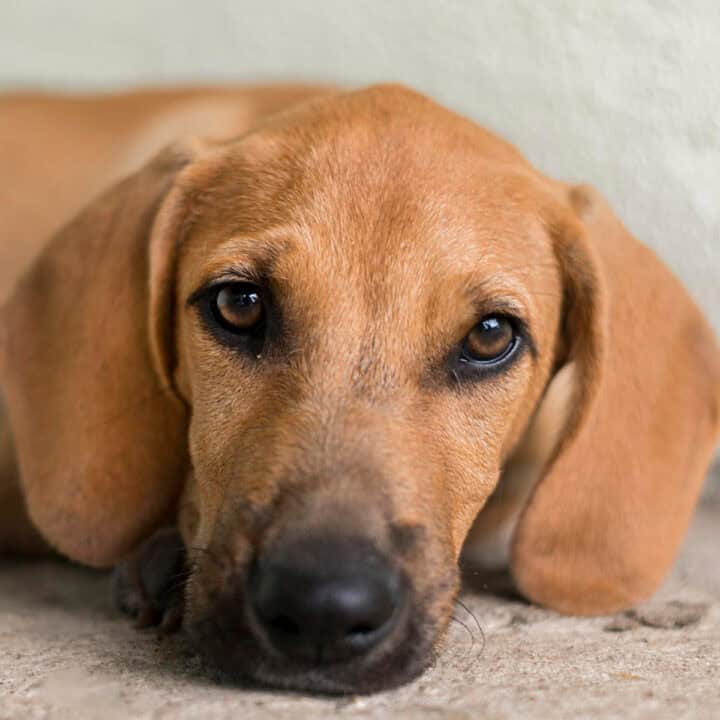 dog with breathing problems.