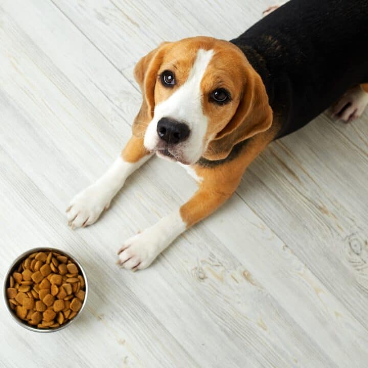 Signs your dog has a sensitive stomach | The beagle dog is lying on the floor and looking at a bowl of dry food.