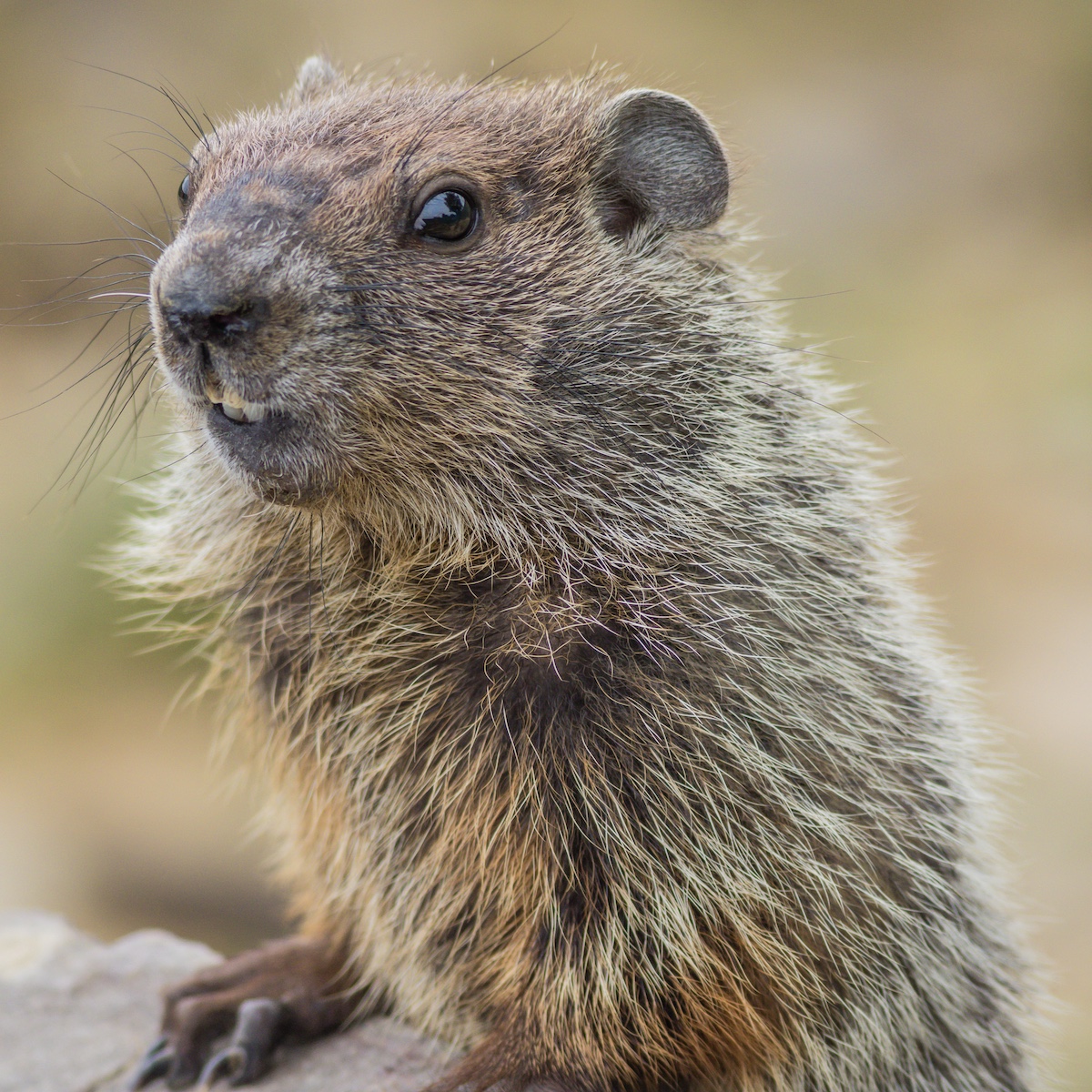 When to Call Gopher Removal Experts in Murrieta | The Inspiration Edit